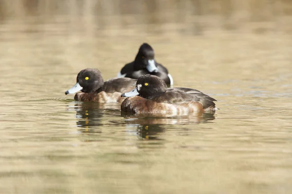 Büschelente, Aythya fuligula — Stockfoto