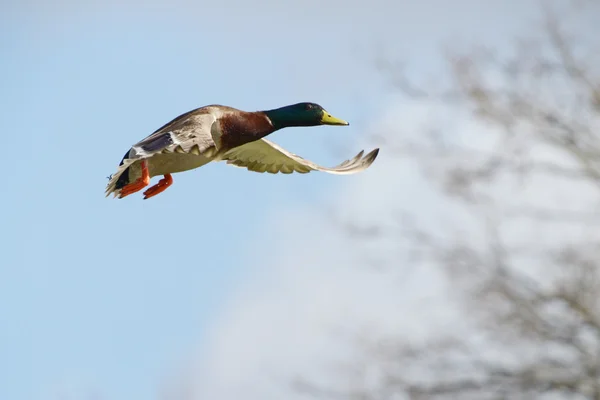 Wilde eend, anas platyrhynchos — Stockfoto