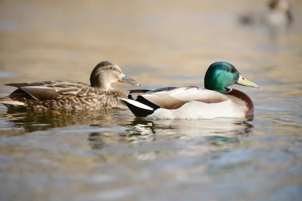 Wilde eend, anas platyrhynchos — Stockfoto