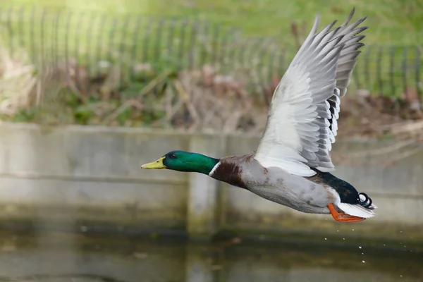 Germano reale, anas platyrhynchos — Foto Stock