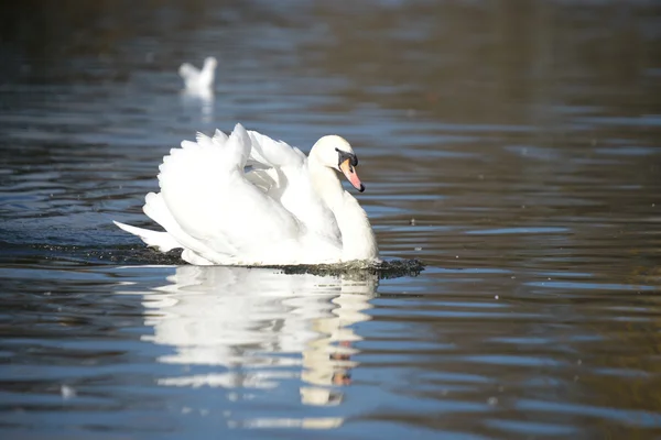 Mute Swan, Cygnus olor — Stock Photo, Image