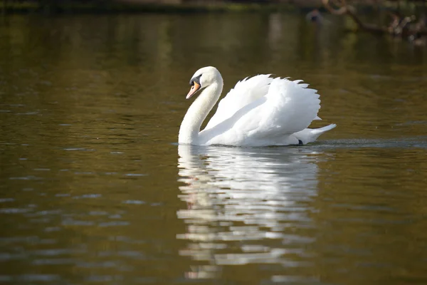 Cisne mudo, cygnus olor — Fotografia de Stock