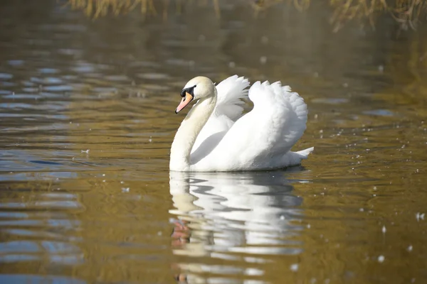 Łabędź niemy, cygnus olor — Zdjęcie stockowe