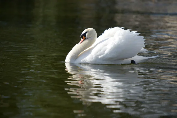 Cisne mudo, cygnus olor — Fotografia de Stock