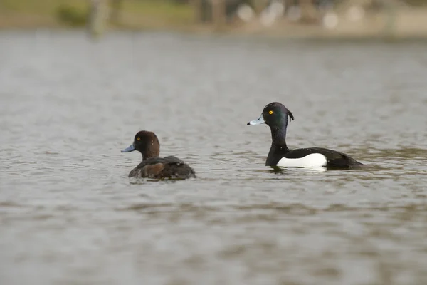 Canard touffu, Aythya fuligula — Photo