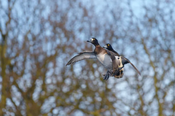 Tufted Duck, Aythya fuligula — Stock Photo, Image