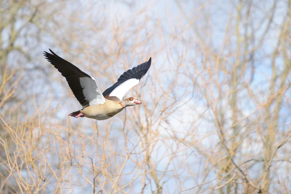 Ägyptische gans, alopochen aegyptiaca — Stockfoto