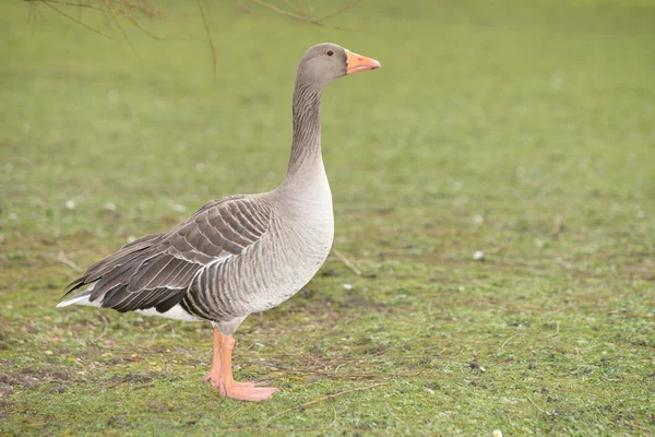 Greylag Goose, Anser anser — Stock Photo, Image