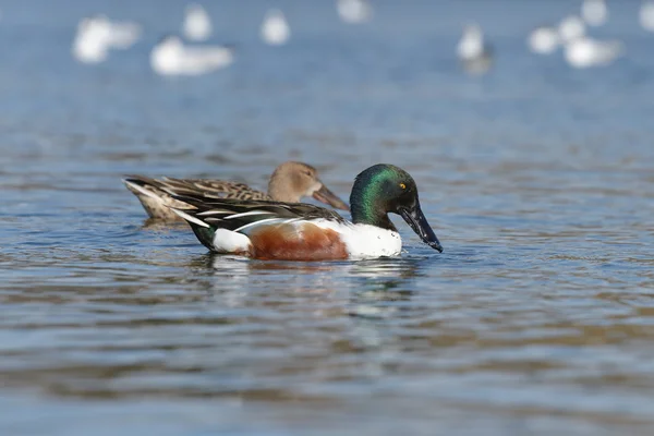 Kuzey shoveler, shoveler, anas clypeata — Stok fotoğraf