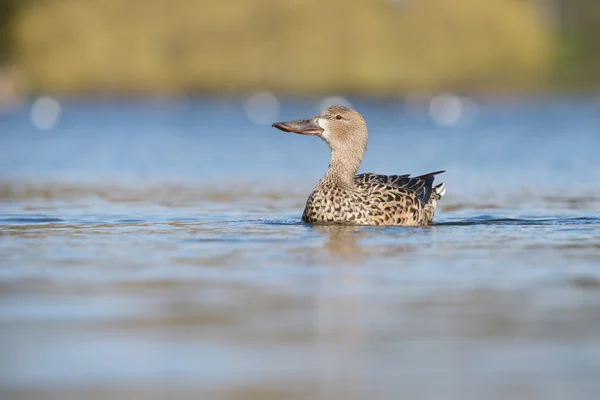 북부 shoveler, shoveler, 아나 스 clypeata — 스톡 사진