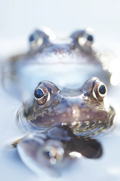 Green Frog, Bronze Frog, Rana clamitans — Stock Photo, Image