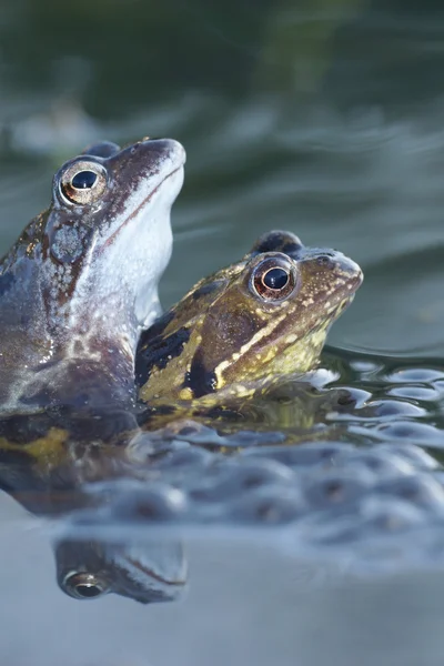 Zielona żaba, żaba brąz, Rana clamitans — Zdjęcie stockowe