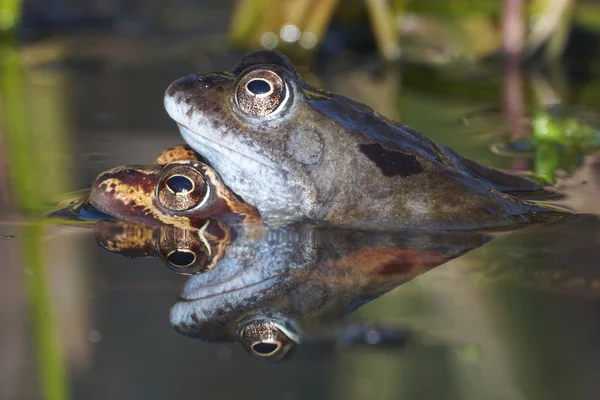 緑のカエル、ブロンズ カエル Rana clamitans — ストック写真