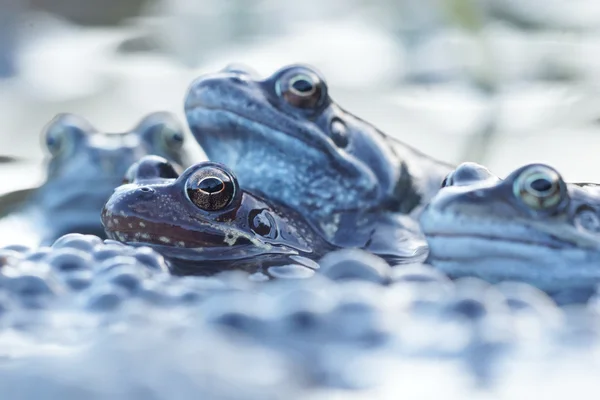 緑のカエル、ブロンズ カエル Rana clamitans — ストック写真