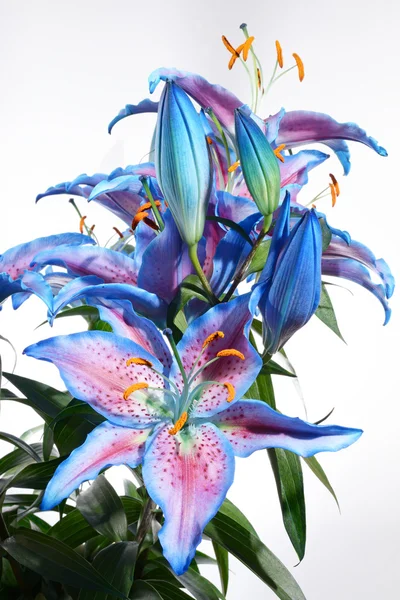 Lilii, lilia, Lilie, lilium candidum — Zdjęcie stockowe