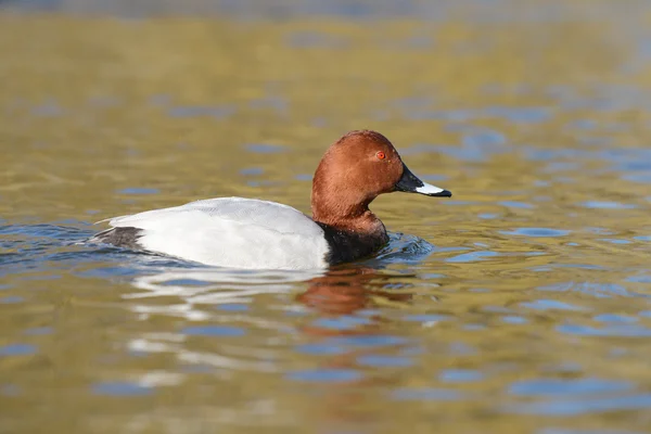 Pochard commun, Pochard, Aythya ferina — Photo