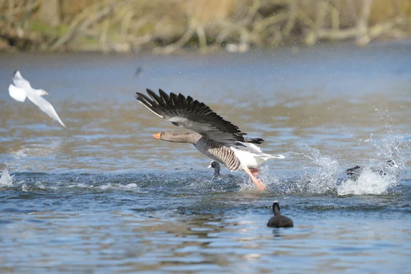 Greylag Goose, Anser anser — Stock Photo, Image