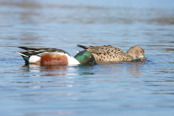 Severní lopata, lopata, anas clypeata — Stock fotografie