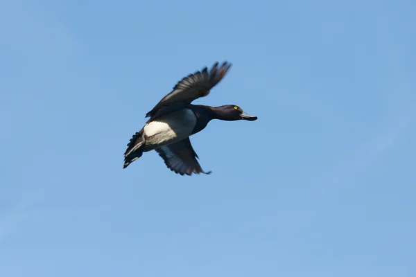 Tufted kacsa, Aythya fuligula — Stock Fotó