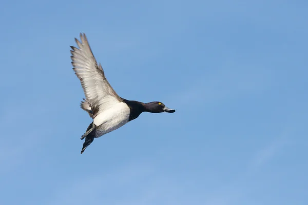 Ördek tüyü, Aythya fuligula — Stok fotoğraf