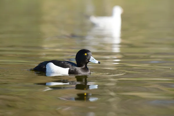 Vousatá kachna, Aythya fuligula — Stock fotografie