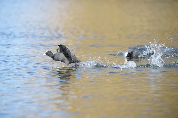 Eurásia Coot, Coot, Fulica atra — Fotografia de Stock