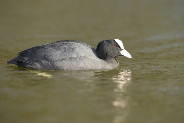 ユーラシアの coot、オオバン、アフリカマイマイ atra — ストック写真