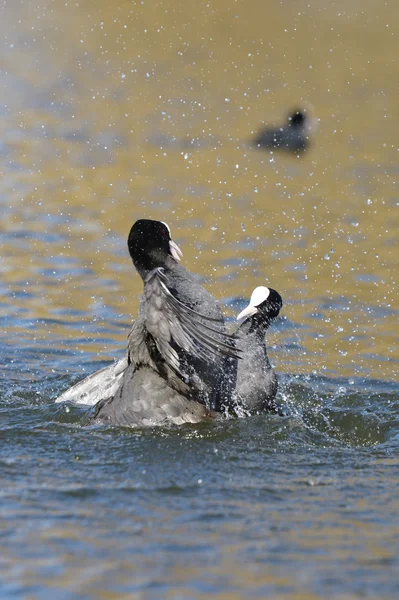 Euroasijských lyska, lyska, fulica atra — Stock fotografie