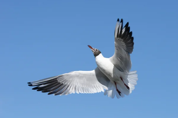 Black-headed Gull, Chroicocephalus ridibundus — Stock Photo, Image