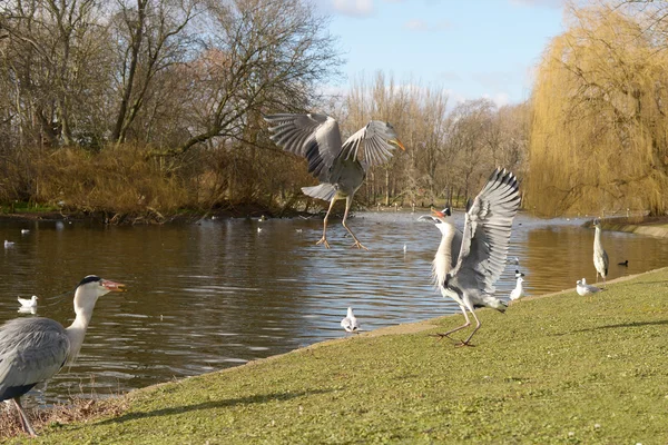 Grey Heron, Ardea cinerea — Stock Photo, Image