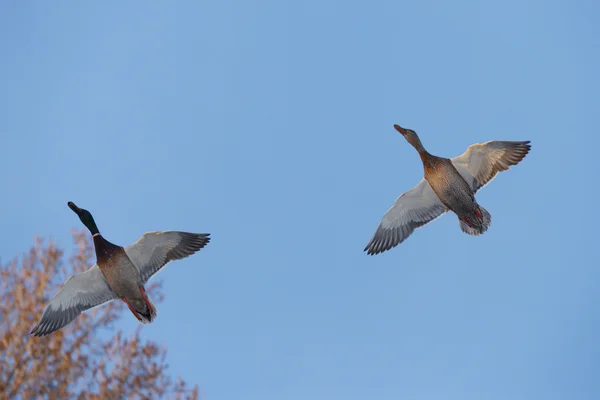 Gräsand anas platyrhynchos — Stockfoto