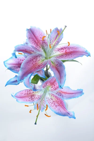Lilium, lilie, lilie, lilium candidum — Stock fotografie