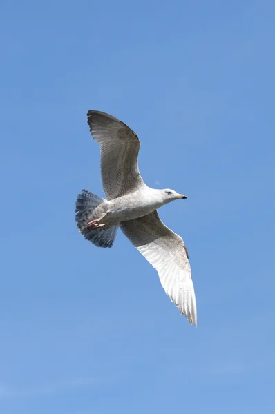 European Herring Gull, Larus argentatus — Stock Photo, Image