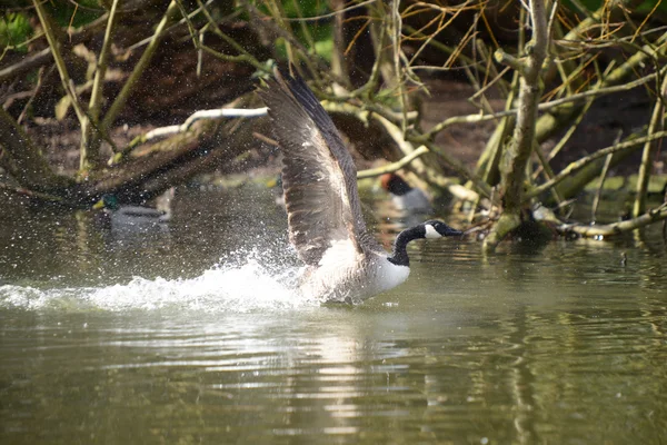 Kanada kazı, Branta kanadensis — Stok fotoğraf