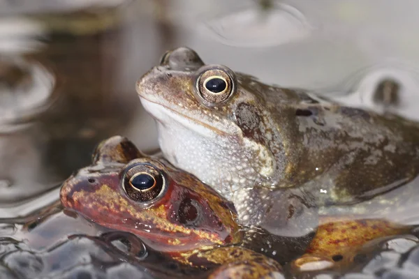 緑のカエル、ブロンズ カエル Rana clamitans — ストック写真