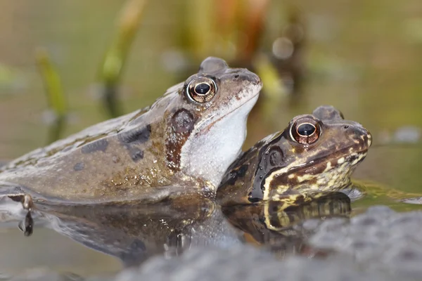 Green Frog, Bronze Frog, Rana clamitans — Stock Photo, Image