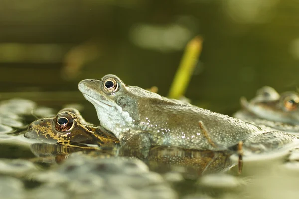 Green Frog, Bronze Frog, Rana clamitans — Stock Photo, Image