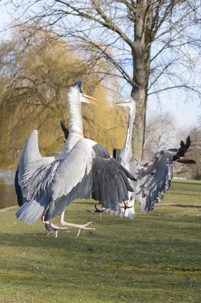 Héron gris, Ardea cinerea — Photo