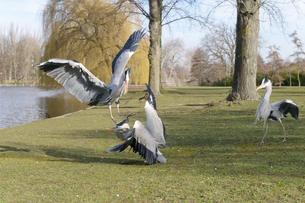 Garça cinzenta, Ardea cinerea — Fotografia de Stock