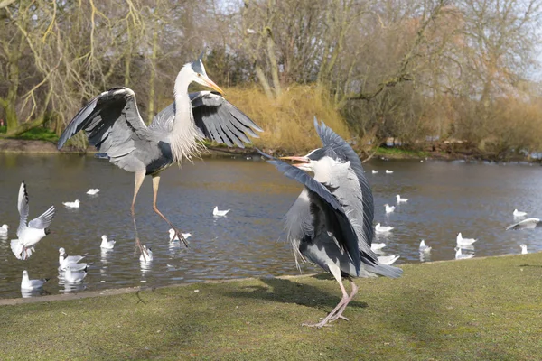 Garza gris, Ardea cinerea —  Fotos de Stock