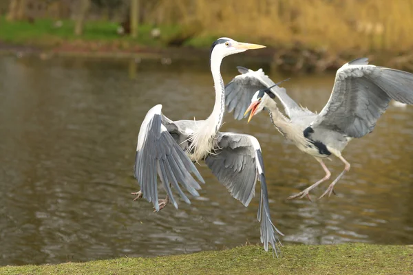 Graureiher, Ardea cinerea — Stockfoto