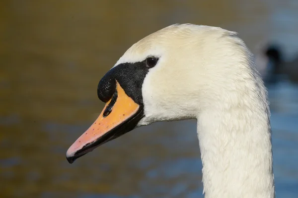 Cisne mudo, cygnus olor — Fotografia de Stock