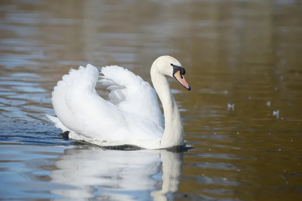 Höckerschwan, Cygnus olor — Stockfoto