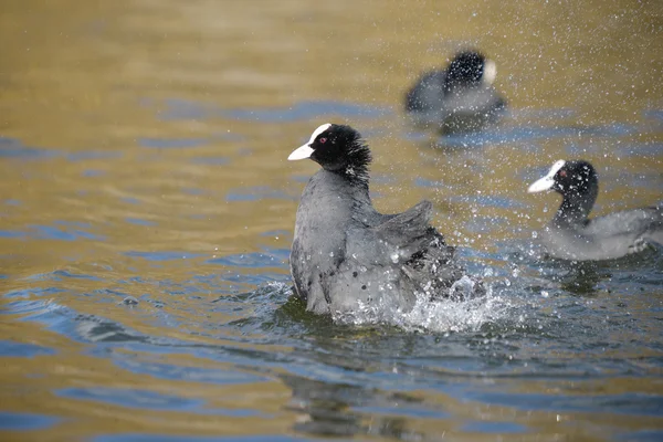 Eurasian Coot, Coot, Fulica – stockfoto