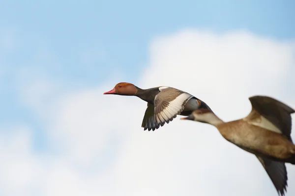 Pochard de crista vermelha, Netta rufina — Fotografia de Stock