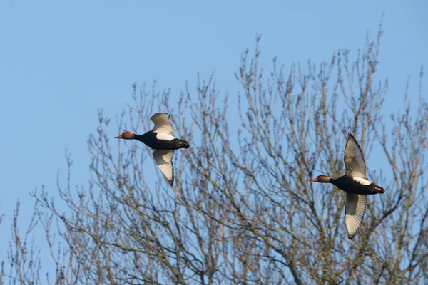 Pochard à aigrettes, Netta rufina — Photo