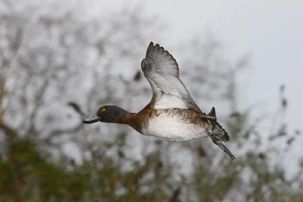 Pato copetudo, Aythya fuligula —  Fotos de Stock