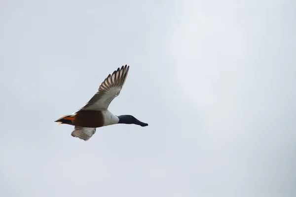 Northern Shoveler, Shoveler, Anas clypeata — Stock Photo, Image