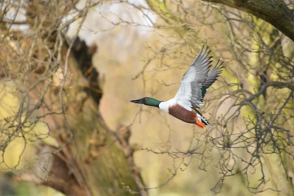 У shoveler, shoveler, Анас clypeata — стокове фото