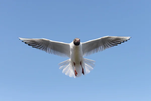 Black-headed Gull, Chroicocephalus ridibundus — Stock Photo, Image